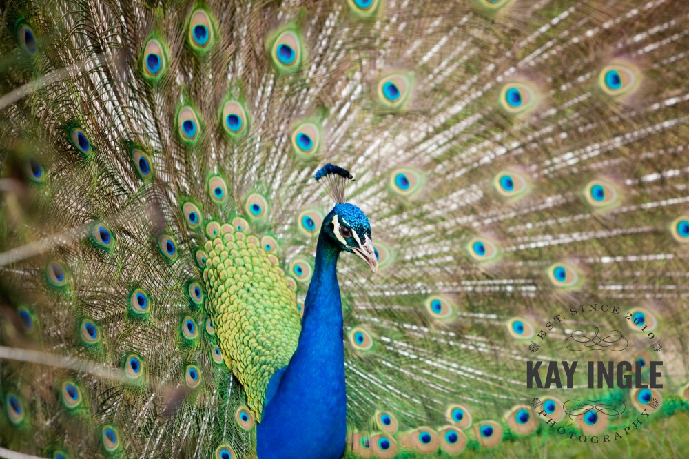 bestcolumbusoutdoorweddingphotographerkayingle